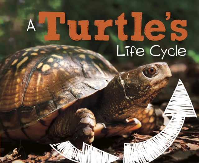 A Turtle's Life Cycle, Paperback / softback Book