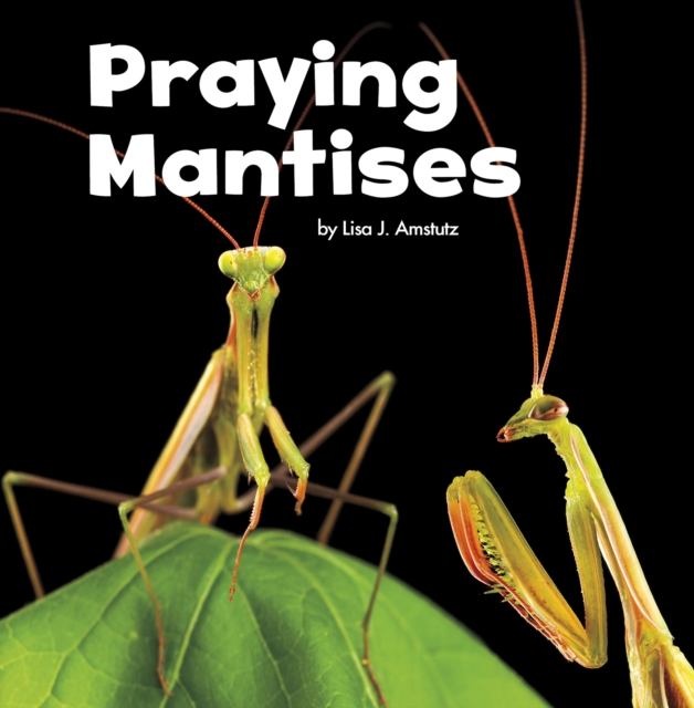 Praying Mantises, Hardback Book