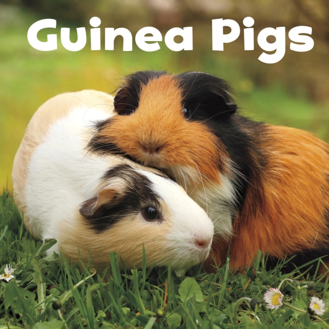 Guinea Pigs, Hardback Book