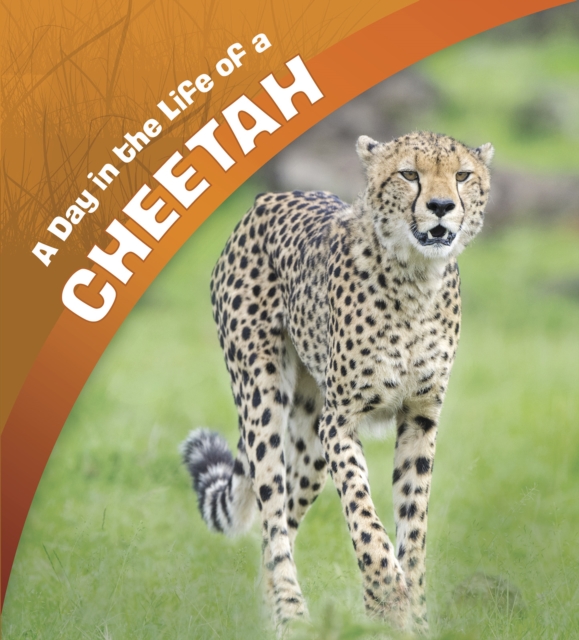A Day in the Life of a Cheetah, Hardback Book