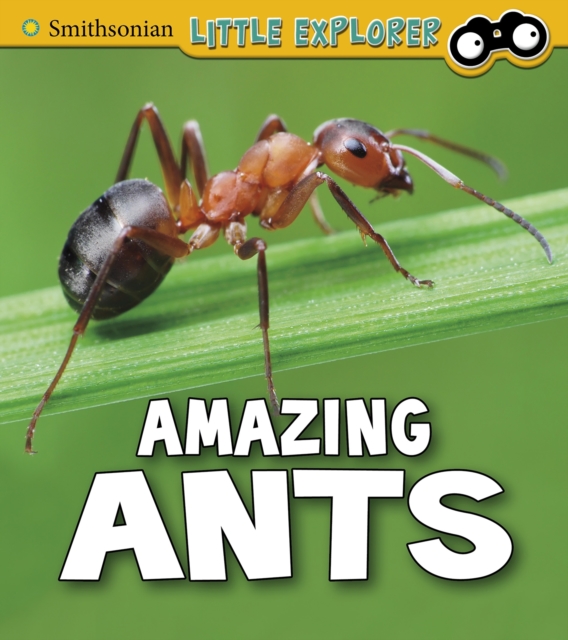 Amazing Ants, Hardback Book