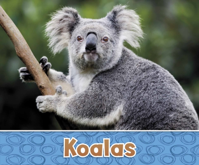 Koalas, Hardback Book