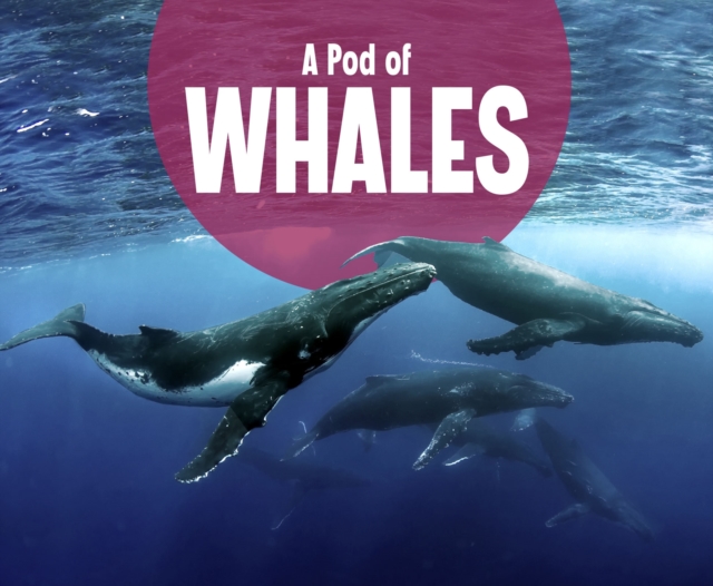 A Pod of Whales, PDF eBook