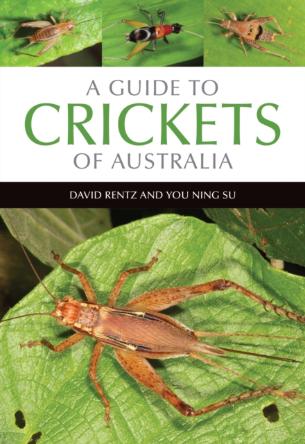 A Guide to Crickets of Australia, Paperback / softback Book