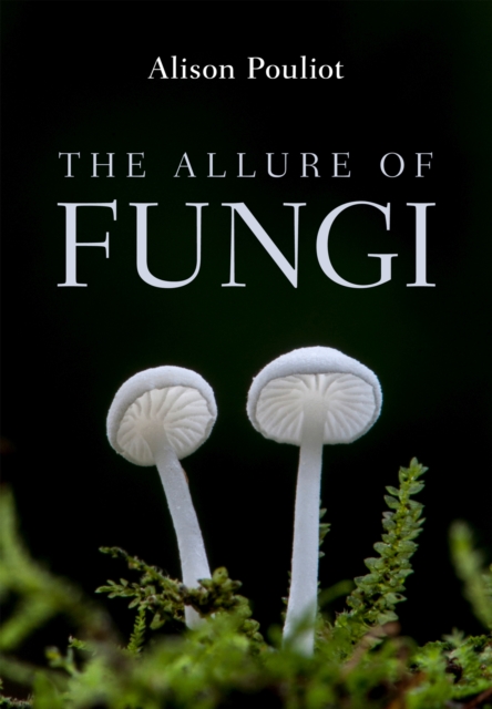 The Allure of Fungi, Paperback / softback Book
