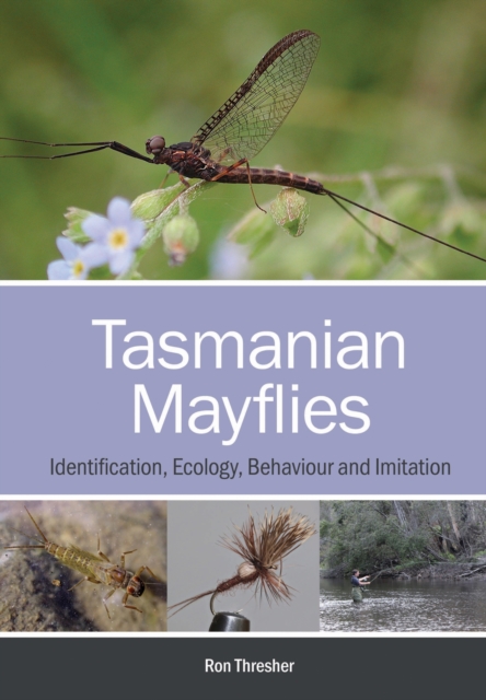 Tasmanian Mayflies : Identification, Ecology, Behaviour and Imitation, Paperback / softback Book