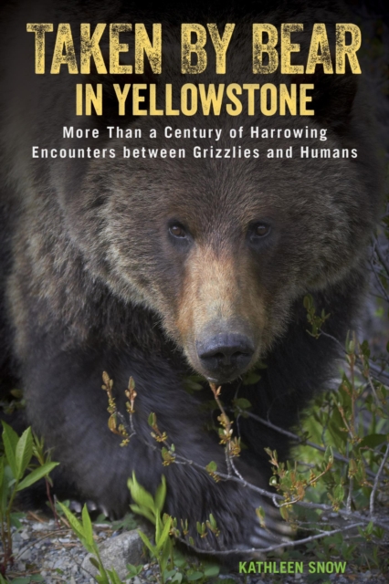 Taken by Bear in Yellowstone : A Century of Harrowing Encounters between Grizzlies and Humans, EPUB eBook