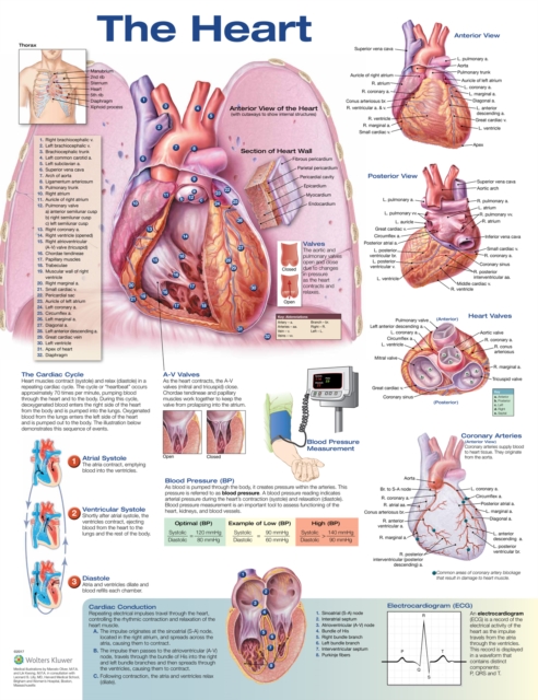 The Heart Anatomical Chart, Wallchart Book