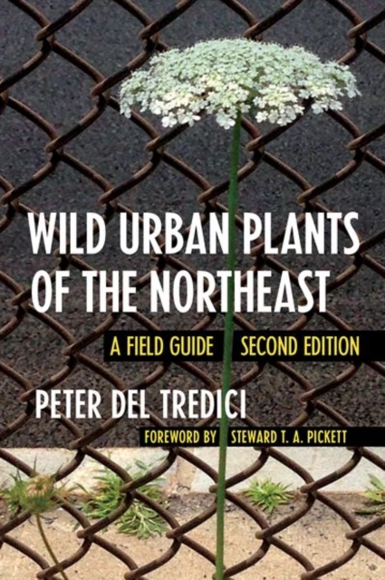 Wild Urban Plants of the Northeast : A Field Guide, Paperback / softback Book