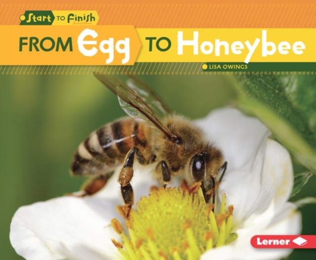From Egg to Honeybee, PDF eBook
