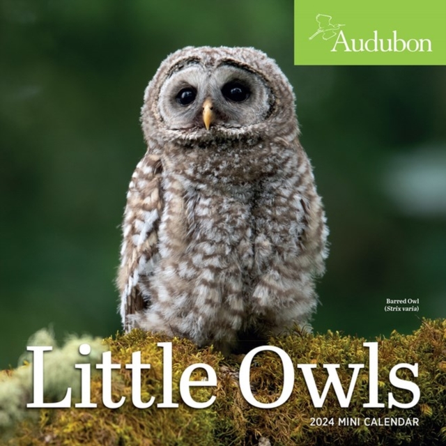 Audubon Little Owls Mini Wall Calendar 2024 : A Year of Fluffy and Round Owls, Calendar Book