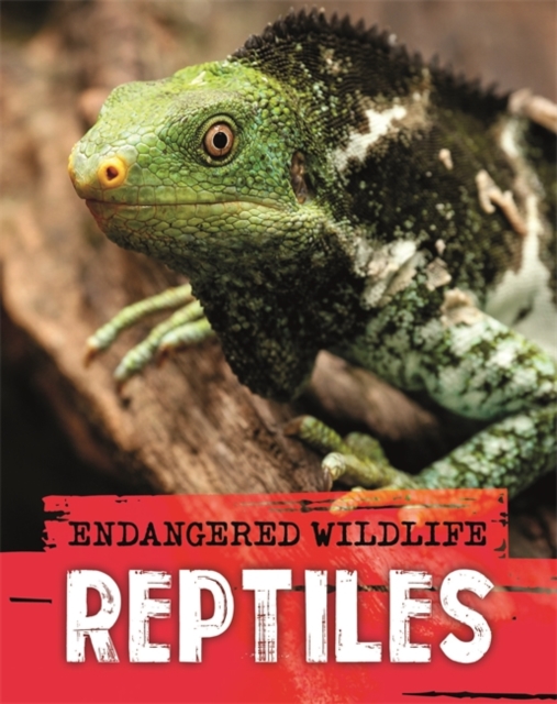 Endangered Wildlife: Rescuing Reptiles, Paperback / softback Book