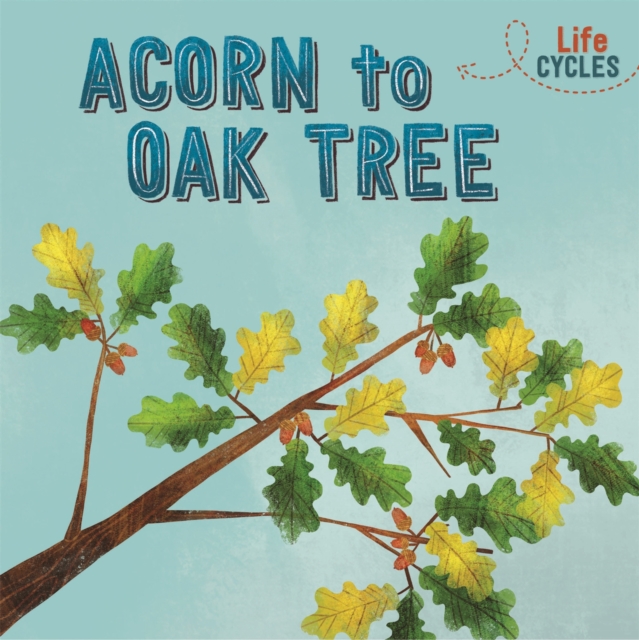Life Cycles: Acorn to Oak Tree, Hardback Book
