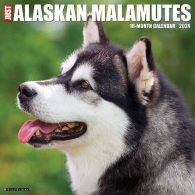 Just Alaskan Malamutes 2024 12 X 12 Wall Calendar, Calendar Book