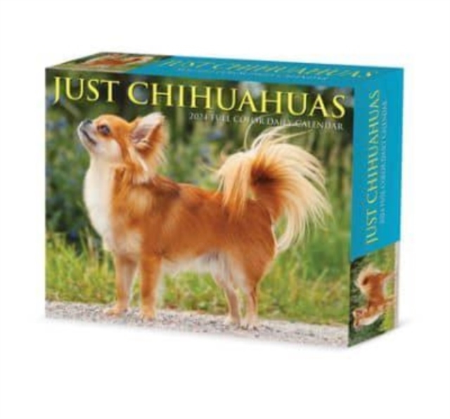 Chihuahuas 2024 6.2 X 5.4 Box Calendar, Calendar Book