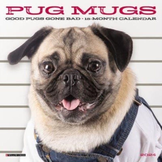 Pug Mugs 2024 7 X 7 Mini Wall Calendar, Calendar Book