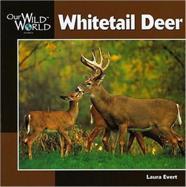 Whitetail Deer, Paperback / softback Book