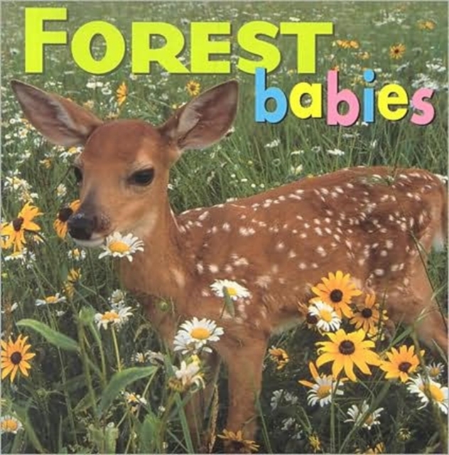 Forest Babies, Board book Book