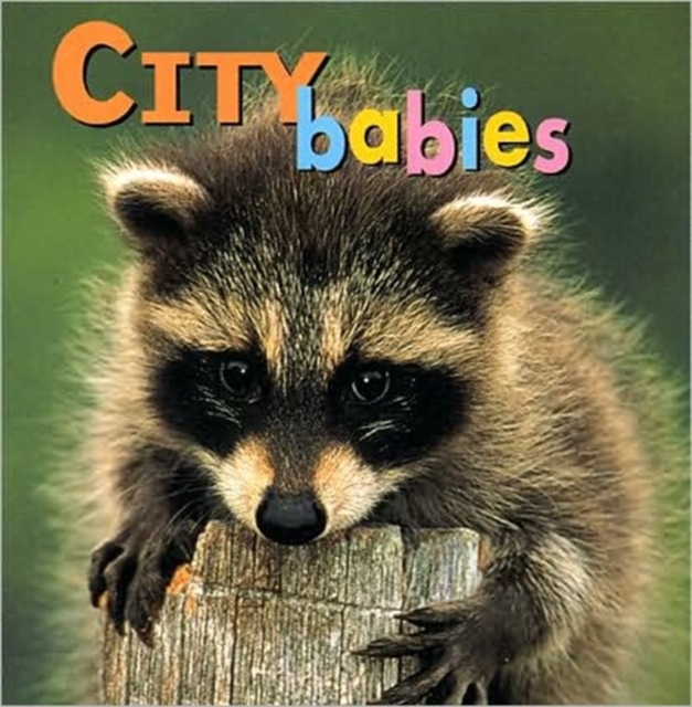 City Babies, Board book Book