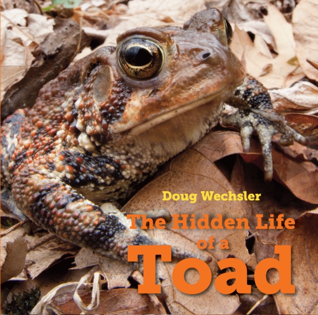 The Hidden Life of a Toad, Hardback Book