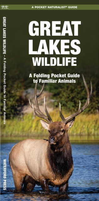 Great Lakes Wildlife : A Folding Pocket Guide to Familiar Species, Pamphlet Book