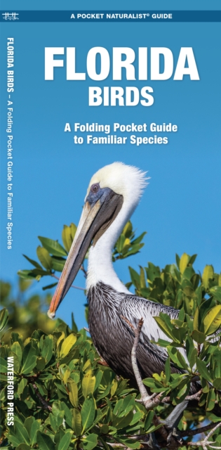 Florida Birds : A Folding Pocket Guide to Familiar Species, Pamphlet Book