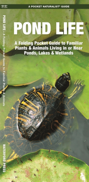 Pond Life : A Folding Pocket Guide to Familiar Plants & Animals Living in or Near Ponds, Lakes & Wetlands, Pamphlet Book