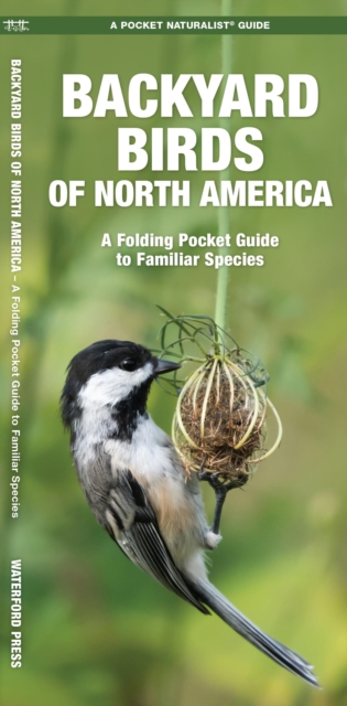 Backyard Birds of North America : A Folding Pocket Guide to Familiar Species, Pamphlet Book