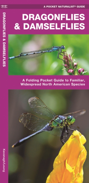 Dragonflies & Damselflies : A Folding Pocket Guide to Familiar Widespread, North American Species, Pamphlet Book