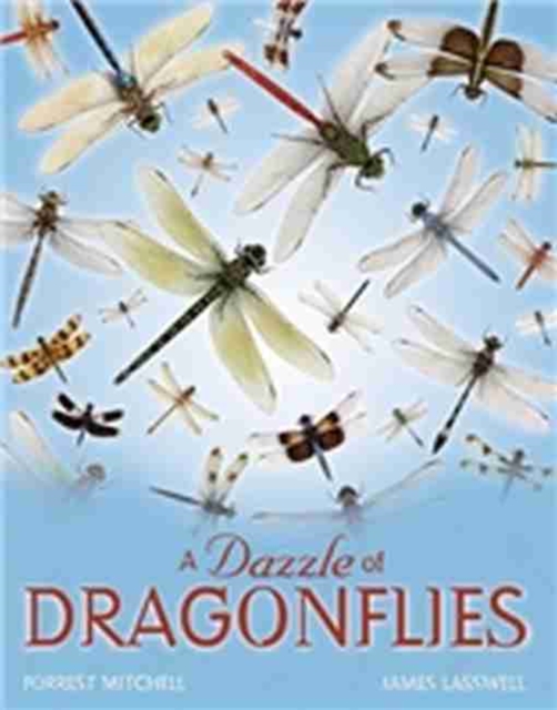 A Dazzle of Dragonflies, Hardback Book