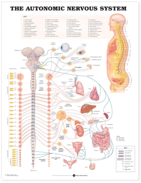 The Autonomic Nervous System Anatomical Chart, Wallchart Book