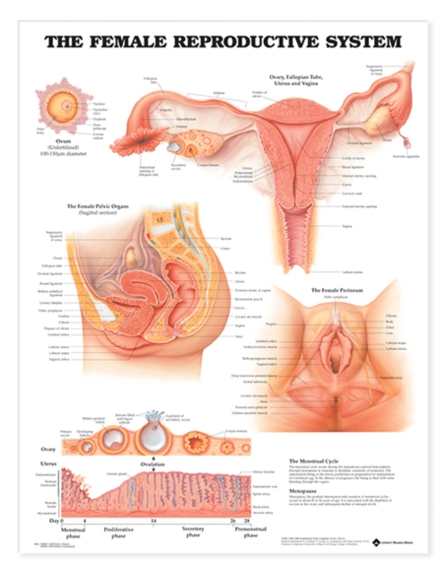 The Female Reproductive System Anatomical Chart, Wallchart Book