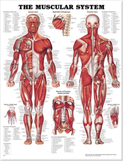 The Muscular System Anatomical Chart, Wallchart Book