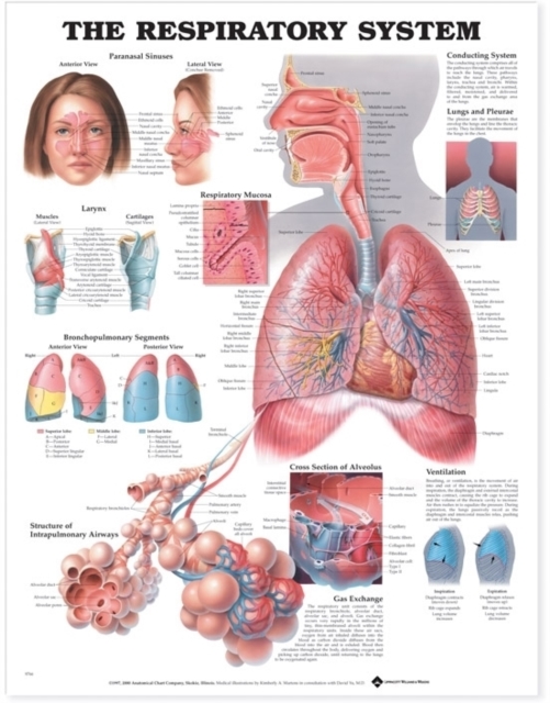 The Respiratory System Anatomical Chart, Wallchart Book