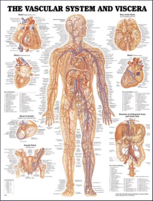 Vascular System and Viscera Anatomical Chart, Wallchart Book