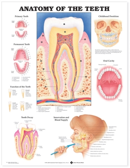 Anatomy of the Teeth Anatomical Chart, Wallchart Book