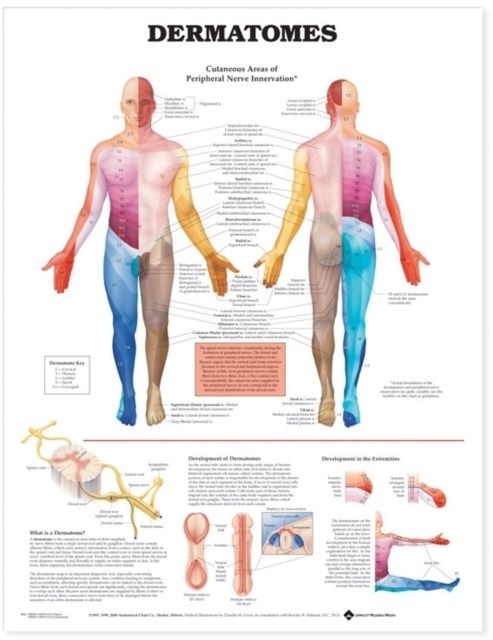 Dermatomes Anatomical Chart, Wallchart Book