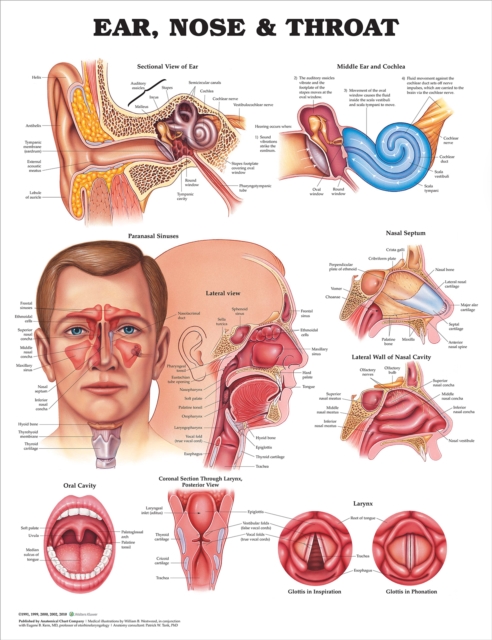 Ear, Nose and Throat Anatomical Chart, Wallchart Book