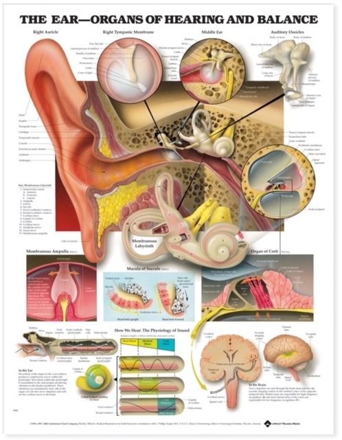 The Ear: Organs of Hearing and Balance Anatomical Chart, Wallchart Book