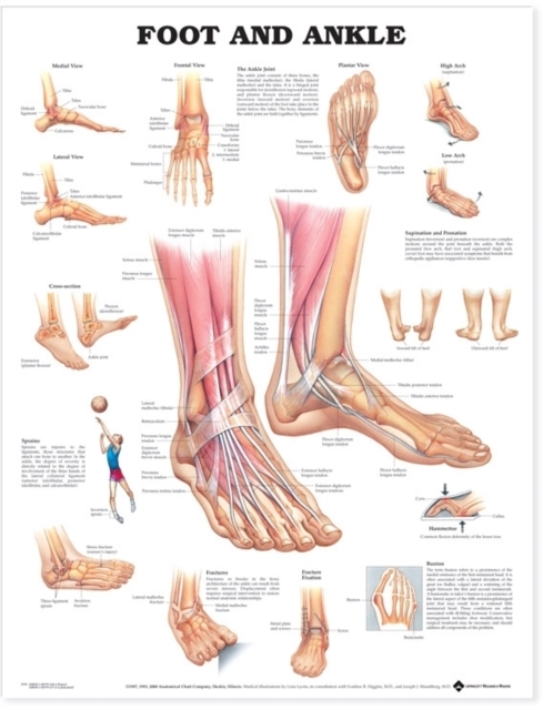 Foot and Ankle Anatomical Chart, Wallchart Book