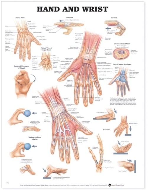 Hand and Wrist Anatomical Chart, Wallchart Book