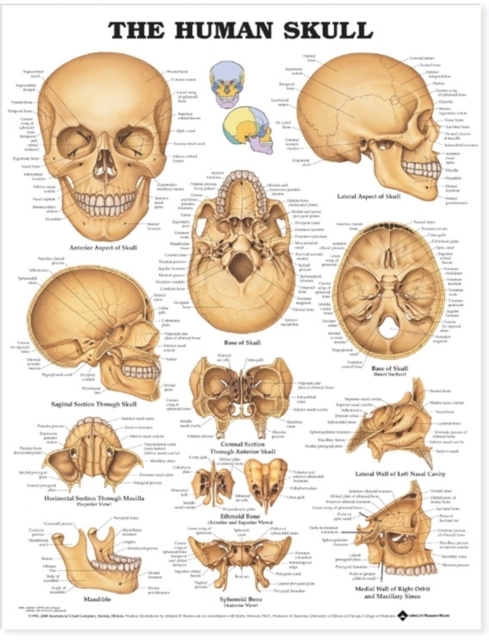 The Human Skull Anatomical Chart, Wallchart Book