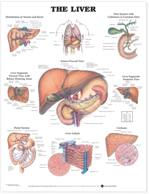 The Liver Anatomical Chart, Wallchart Book