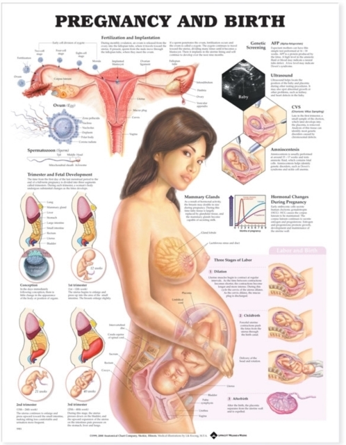 Pregnancy and Birth, Wallchart Book