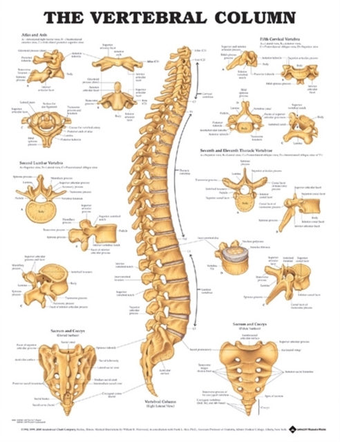 The Vertebral Column Anatomical Chart, Wallchart Book