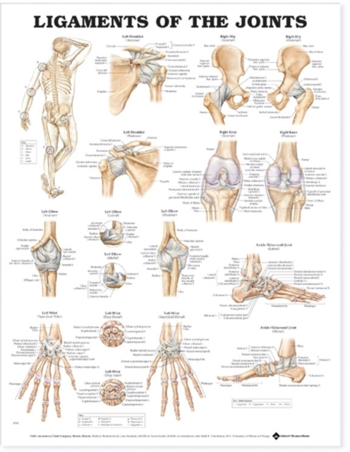 Ligaments of the Joints Anatomical Chart, Wallchart Book