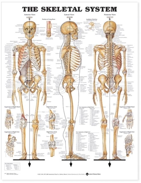 The Skeletal System Anatomical Chart, Wallchart Book