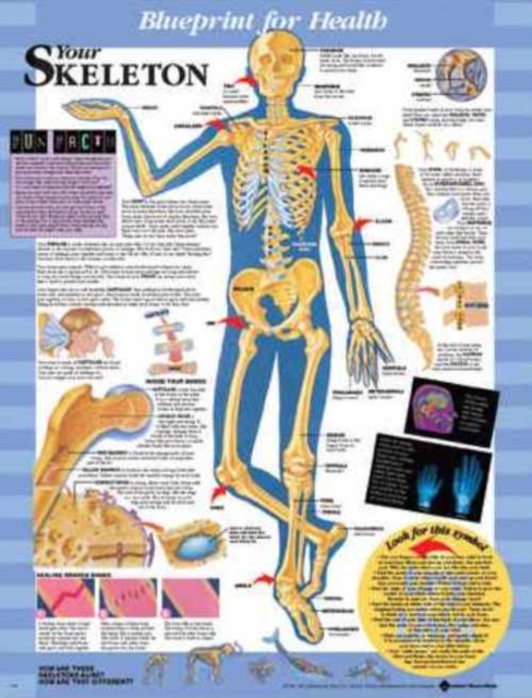 Blueprint for Health Your Skeleton Chart, Wallchart Book