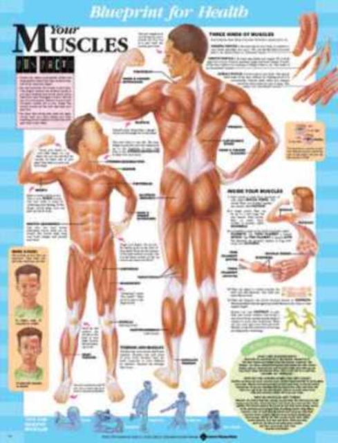 Blueprint for Health Your Muscles Chart, Wallchart Book