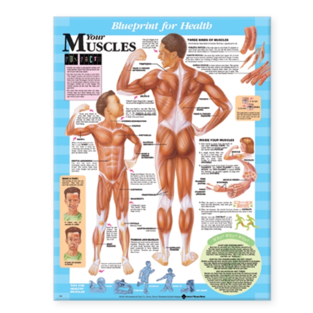 Blueprint for Health Your Muscles Chart, Wallchart Book